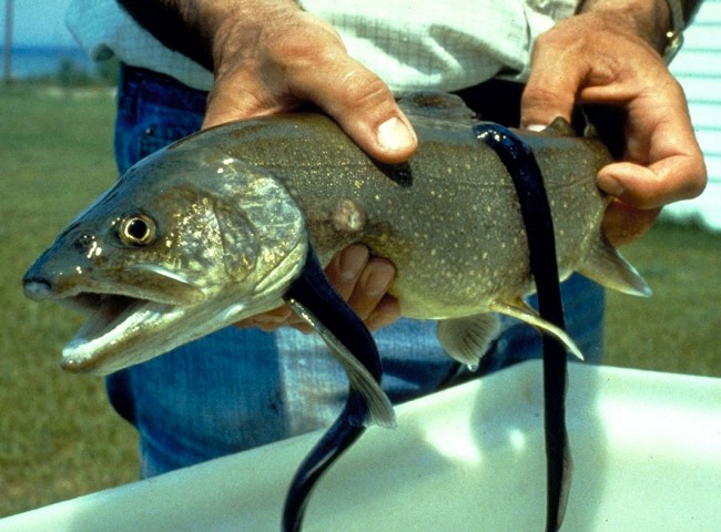‘Fish vampires’ attaching to trout in the Great Lakes | Waterway Guide