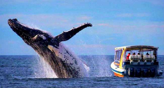 With Whale Watching Season Underway, People Flock to Virginia Beach