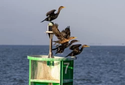 coast-guard-proposes-elimination-of-351-aids-to-navigation-atons-in-the-northeast