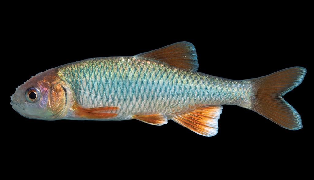 Waterway Guide Rare Mexican Fish is a Surprise Discovery in Texas