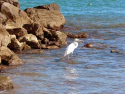 Cape-Florida-Egret.jpg
