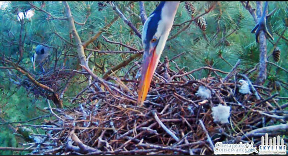 Heron-Rookery.jpg