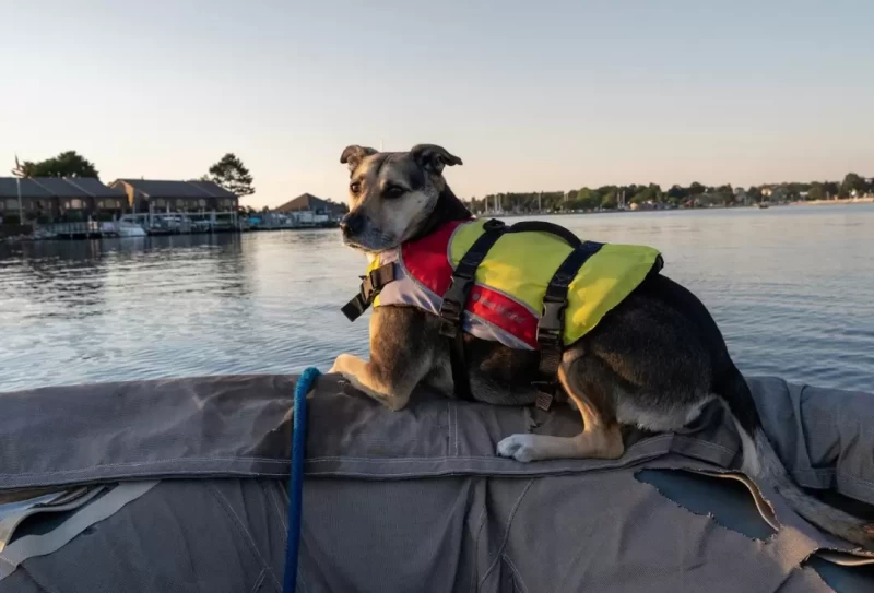 cruising-with-your-pet-tips-for-a-happy-companion